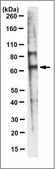 Anti-SCARB1 Antibody, clone 5B8.2 clone 5B8.2, 1 mg/mL, from mouse