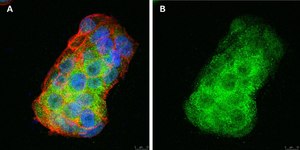 Anti-BMP-2 Antibody, clone 4O5 ZooMAb® Rabbit Monoclonal recombinant, expressed in HEK 293 cells