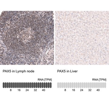 Monoclonal Anti-Pax5 Antibody Produced In Mouse Prestige Antibodies® Powered by Atlas Antibodies, clone CL14550, affinity isolated antibody, buffered aqueous glycerol solution
