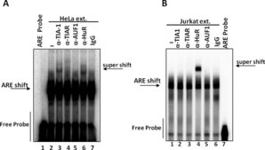 Anti-AUF1 Antibody Upstate®, from rabbit