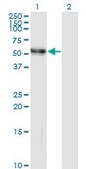 Monoclonal Anti-AGT antibody produced in mouse clone 3C10, purified immunoglobulin, buffered aqueous solution