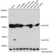 Anti-Lamin B1 Antibody, clone 5H8V8, Rabbit Monoclonal