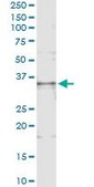 Monoclonal Anti-TNFSF13B antibody produced in mouse clone 3G6, purified immunoglobulin, buffered aqueous solution