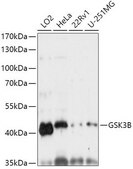 Anti-GSK3B antibody produced in rabbit