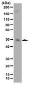 抗-NFκB p50 抗体 from rabbit, purified by affinity chromatography