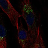 Anti-CCL2 antibody produced in rabbit Prestige Antibodies® Powered by Atlas Antibodies, affinity isolated antibody, buffered aqueous glycerol solution