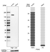 Anti-ITGA2 antibody produced in rabbit Prestige Antibodies® Powered by Atlas Antibodies, affinity isolated antibody, buffered aqueous glycerol solution