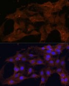 Anti-BAX antibody produced in rabbit