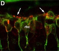 Anti-Protein Kinase Cα antibody produced in rabbit whole antiserum