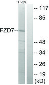 Anti-FZD7 antibody produced in rabbit affinity isolated antibody