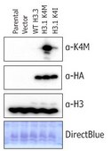 Anti-Histone H3 K4M mutant