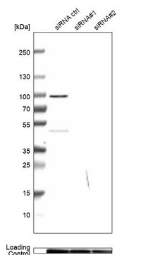 Anti-MICU1 antibody produced in rabbit Prestige Antibodies® Powered by Atlas Antibodies, affinity isolated antibody