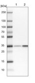 Anti-RPL5 antibody produced in rabbit Prestige Antibodies® Powered by Atlas Antibodies, affinity isolated antibody, buffered aqueous glycerol solution