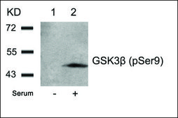 Anti-phospho-GSK3B (pSer9) antibody produced in rabbit affinity isolated antibody