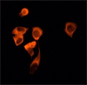 抗 Sirt2 兔抗 affinity isolated antibody, buffered aqueous solution