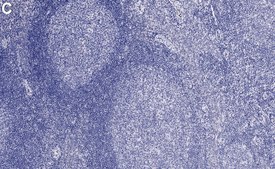 Anti-p75NTR Antibody, clone 1N3 ZooMAb® Rabbit Monoclonal recombinant, expressed in HEK 293 cells