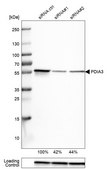 Monoclonal Anti-PDIA3 antibody produced in mouse Prestige Antibodies® Powered by Atlas Antibodies, clone CL2444, purified immunoglobulin, buffered aqueous glycerol solution