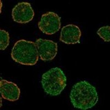 Anti-GALR1 antibody produced in rabbit Prestige Antibodies® Powered by Atlas Antibodies, affinity isolated antibody, buffered aqueous glycerol solution