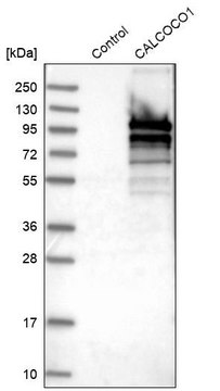 Anti-CALCOCO1 antibody produced in rabbit Prestige Antibodies® Powered by Atlas Antibodies, affinity isolated antibody, buffered aqueous glycerol solution
