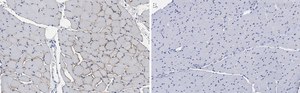 Anti-Dystrophin Antibody, clone 2C6 (MANDYS106) ZooMAb® Mouse Monoclonal recombinant, expressed in HEK 293 cells