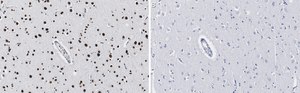 Anti-Histone H2A.X Antibody, clone 1C22 ZooMAb® Rabbit Monoclonal recombinant, expressed in HEK 293 cells