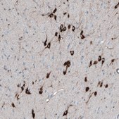Anti-PMCH antibody produced in rabbit Prestige Antibodies® Powered by Atlas Antibodies, affinity isolated antibody
