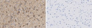Anti-MAP2 Antibody, clone AP20 ZooMAb® Mouse Monoclonal recombinant, expressed in HEK 293 cells