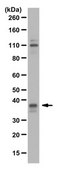Anti-phospho HuR (Ser221) Antibody from rabbit, purified by affinity chromatography