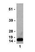 Anti-trimethyl-Histone H3 (Lys4) Antibody, clone MC315, rabbit monoclonal culture supernatant, clone MC315, Upstate®