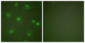 Anti-MEF2A antibody produced in rabbit affinity isolated antibody