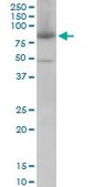 Monoclonal Anti-MFN2, (C-terminal) antibody produced in mouse clone 6A8, purified immunoglobulin, buffered aqueous solution
