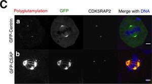 Anti-CDK5RAP2 Antibody from rabbit, purified by affinity chromatography