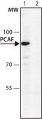 Anti-PCAF antibody produced in rabbit affinity isolated antibody, buffered aqueous solution