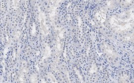 Anti-α-Tubulin Antibody, clone DM1A ZooMAb® Mouse Monoclonal recombinant, expressed in HEK 293 cells