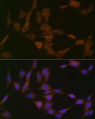 Anti-ATG4B Antibody, clone 9H6M6, Rabbit Monoclonal