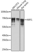 Anti-NRF1 antibody produced in rabbit