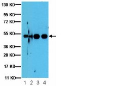 Anti-GSK-3b Antibody, a.a. 335-349 from rabbit, purified by affinity chromatography