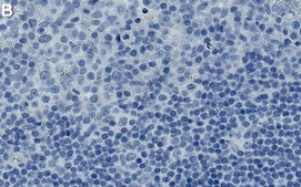 Anti-IL-10 Antibody, clone 1O10 ZooMAb® Rabbit Monoclonal recombinant, expressed in HEK 293 cells