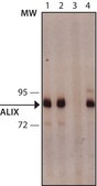 Monoclonal Anti-ALIX/PDCD6IP antibody produced in mouse clone ALIX-1, purified from hybridoma cell culture
