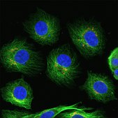 抗-兔 IgG (H+L)，F(ab′)2 片段， CF™488A 山羊抗 ~2 mg/mL, affinity isolated antibody, buffered aqueous solution