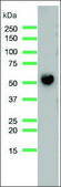 Anti-CD14 antibody, Rabbit monoclonal recombinant, expressed in proprietary host, clone SP192, affinity isolated antibody