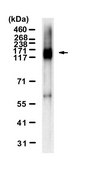 Anti-Mucin-2 Antibody, clone 2C8 ZooMAb® Rabbit Monoclonal recombinant, expressed in HEK 293 cells