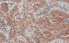 Anti-Bax Antibody, clone 1C7, ZooMAb® Rabbit Monoclonal recombinant, expressed in HEK 293 cells