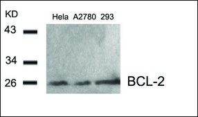 Anti-BCL2 (Ab-56) antibody produced in rabbit affinity isolated antibody