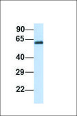 Anti-RORA (ab1) antibody produced in rabbit affinity isolated antibody