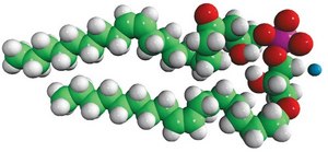 18:1 BMP (S,S) sn-(3-oleoyl-2-hydroxy)-glycerol-1-phospho-sn-1′-(3′-oleoyl-2′-hydroxy)-glycerol (ammonium salt), powder