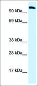 Anti-EEA1 antibody produced in rabbit affinity isolated antibody