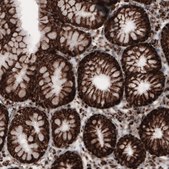 Monoclonal Anti-COX4I1 antibody produced in mouse Prestige Antibodies® Powered by Atlas Antibodies, clone CL3497, purified immunoglobulin, buffered aqueous glycerol solution