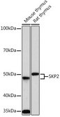 Anti-SKP2 antibody produced in rabbit