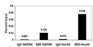 ChIPAb+ EED - ChIP Validated Antibody and Primer Set from mouse